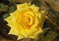 Rosa foetida Turkisk gulros Wikipedia