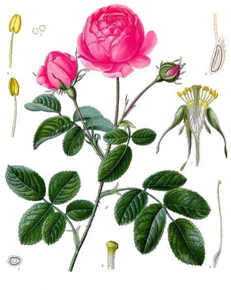 Rosa gallica Wyrtig Rosa gallica