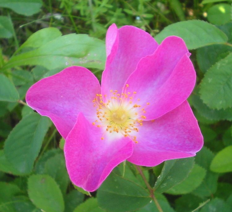 Rosa gallica Rosa gallica Wikipedia