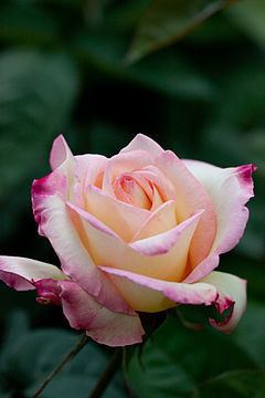 Rosa 'Garden Party' httpsuploadwikimediaorgwikipediacommonsthu