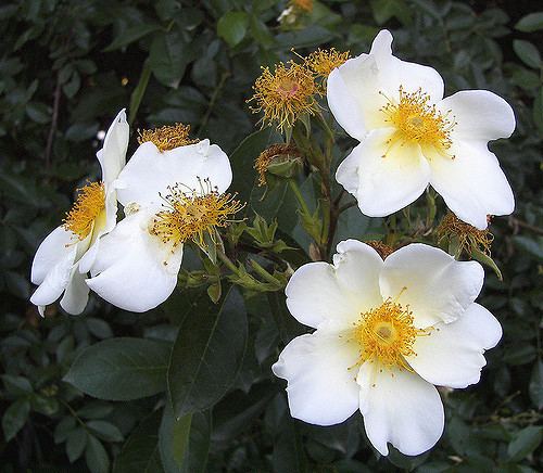 Rosa gigantea Rosa gigantea Rosa gigantea is a species of rose native to Flickr
