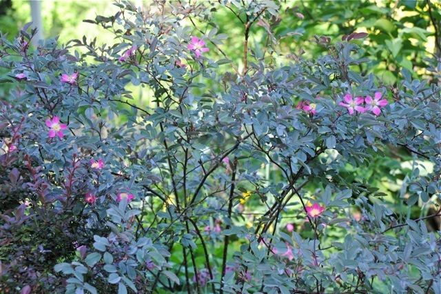 Rosa glauca great shrub rosa glauca my musthave rose A Way To Garden