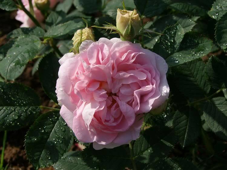 Rosa 'Great Maiden's Blush' Maidens39s Blush or Great Maiden39s Blush which is the better rose