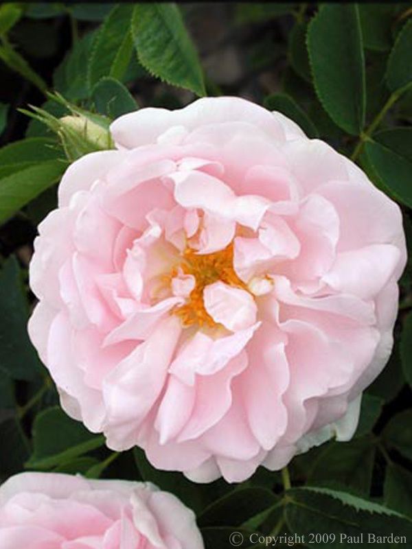 Rosa 'Great Maiden's Blush' httpswwwroguevalleyrosescomsitesroguevalley