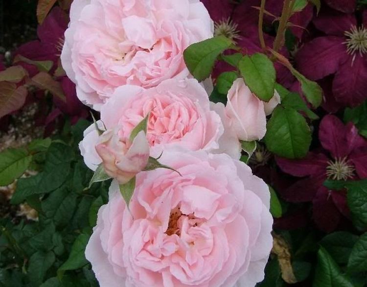 Rosa 'Great Maiden's Blush' Great Maidens Blush39 rose Pink Alba Historic Rose