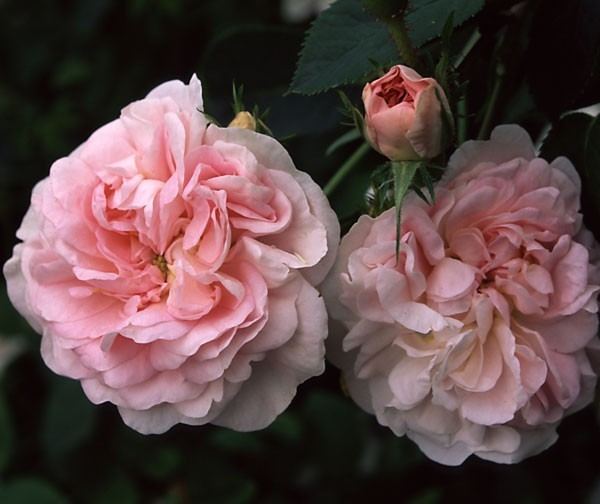 Rosa 'Great Maiden's Blush' Great Maiden39s Blush Heirloom Roses
