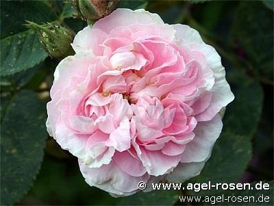 Rosa 'Great Maiden's Blush' Great Maiden39s Blush Alba Rose buy at AGEL ROSEN