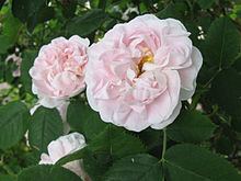 Rosa 'Great Maiden's Blush' Rosa 39Great Maiden39s Blush39 Wikipedia