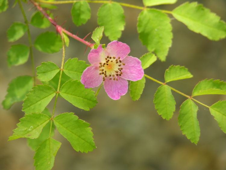 Rosa gymnocarpa The Wild Garden Hansen39s Northwest Native Plant Database