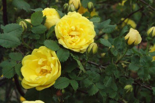 Rosa 'Harison's Yellow' Rosa Harison39s Yellow Buyaroseeu