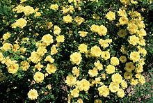Rosa 'Harison's Yellow' Rosa 39Harison39s Yellow39 Wikipedia