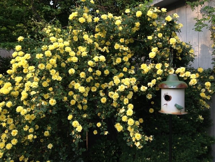 Rosa 'Harison's Yellow' Harison39s Yellow The Garden Diary