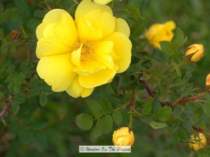 Rosa 'Harison's Yellow' Harisonamp8217s Yellow Rose Window On The Prairie