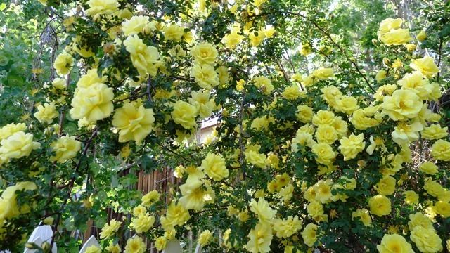 Rosa 'Harison's Yellow' Harison39s yellow rose Tips Tools and Gardening Secrets for