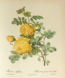 Rosa hemisphaerica httpsuploadwikimediaorgwikipediacommonsthu