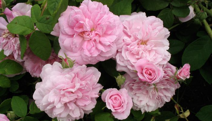 Rosa 'Ispahan' 1000 images about Ispahan on Pinterest Warm Posts and Pink flowers