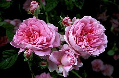 Rosa 'Ispahan' Rosa 39Ispahan39 Right Plants 4 Me