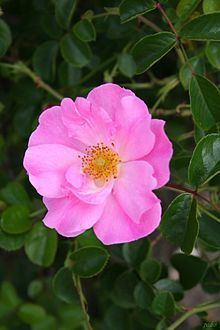 Rosa kordesii httpsuploadwikimediaorgwikipediacommonsthu