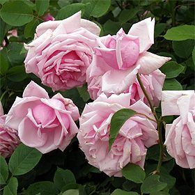 Rosa 'La France' Rosa 39La France39 France 1867 a beautiful pink rose typical of
