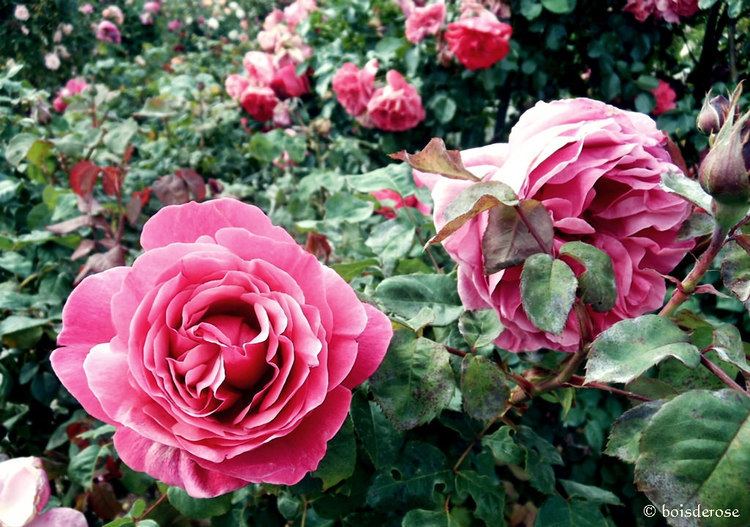 Rosa 'Line Renaud' Line Renaudquot Rose All rights reserved Elena Flickr