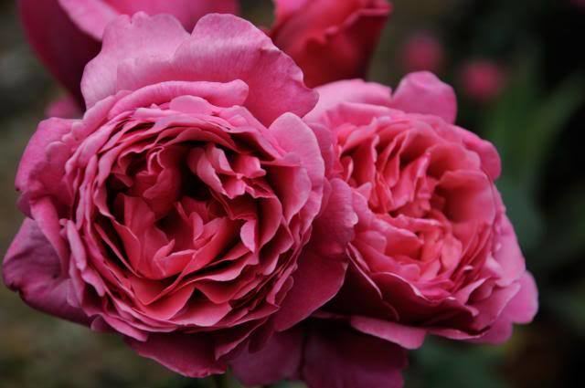 Rosa 'Line Renaud' 1000 images about SERENITYGARDEN on Pinterest Gardens Bacon and
