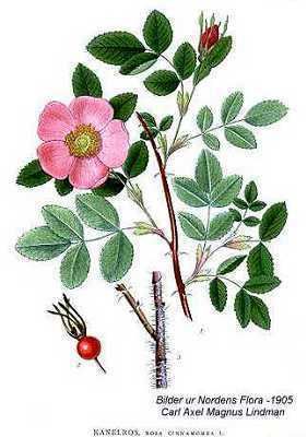 Rosa majalis Online Virtual Flora of Wisconsin Rosa majalis