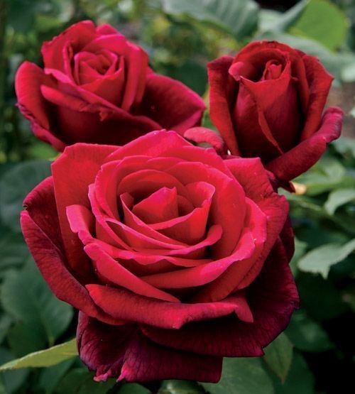 Rosa 'Mister Lincoln' Rosas Mr Lincoln la flor de olor intenso Pinterest Beautiful