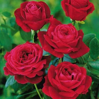 Rosa 'Mister Lincoln' Pros amp Cons of Growing a Mister Lincoln Rose Mr Abraham Lincoln