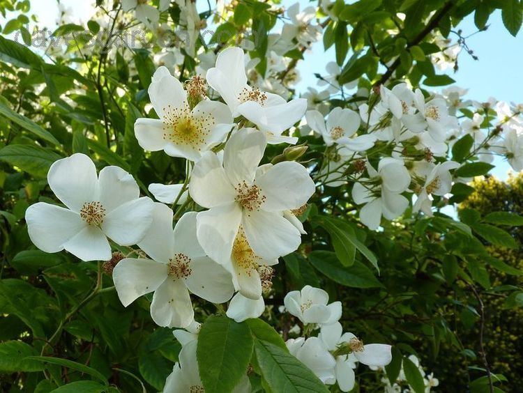 Rosa moschata Musk Rose Species Rose Rosa moschata The Morville Year