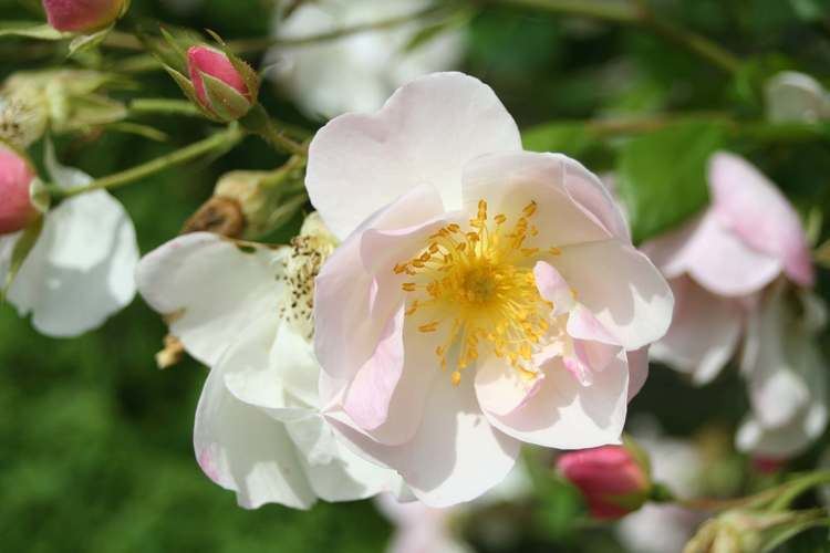 Rosa 'Nevada' Nevada rose Wikiwand