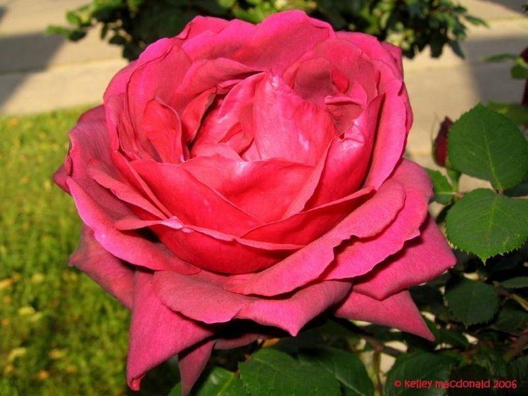 Rosa 'Oklahoma' PlantFiles Pictures Hybrid Tea Rose 39Oklahoma39 Rosa by goshawk62