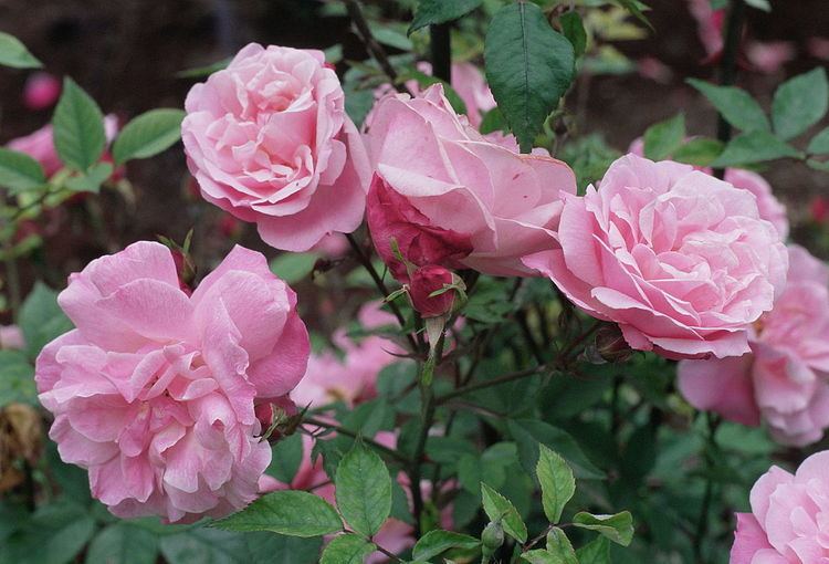 Rosa 'Old Blush' Rosa 39Old Blush39 Wikipedia