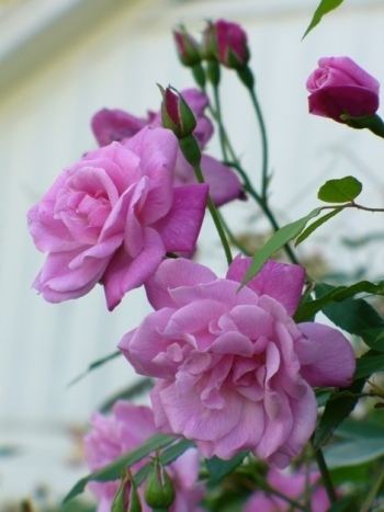 Rosa 'Old Blush' Climbing Old Blush Rose Fragrant Plants Almost Eden