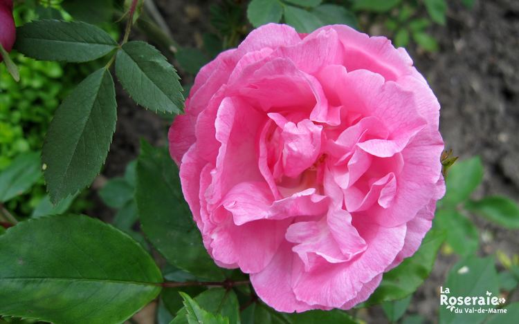 Rosa 'Old Blush' Rose of the month