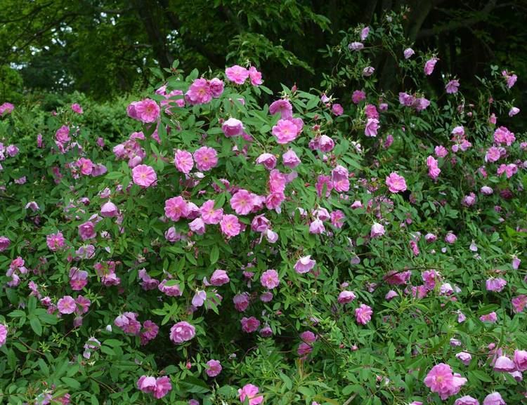 Rosa palustris Rosa palustris Swamp Rose the landscape of us