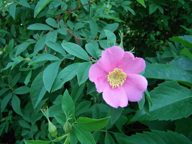 Rosa palustris New York Metropolitan Flora Rosa palustris Swamp Rose