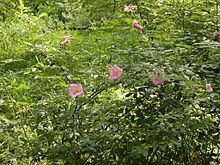 Rosa palustris Rosa palustris Wikipedia