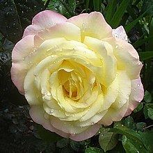 Rosa Peace httpsuploadwikimediaorgwikipediacommonsthu