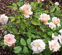 Rosa 'Perle d'Or' httpsuploadwikimediaorgwikipediacommonsthu