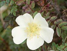 Rosa pimpinellifolia httpsuploadwikimediaorgwikipediacommonsthu