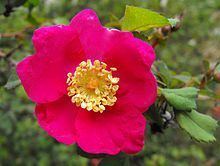 Rosa pinetorum httpsuploadwikimediaorgwikipediacommonsthu
