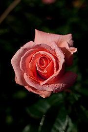 Rosa 'Pink Wonder' httpsuploadwikimediaorgwikipediacommonsthu