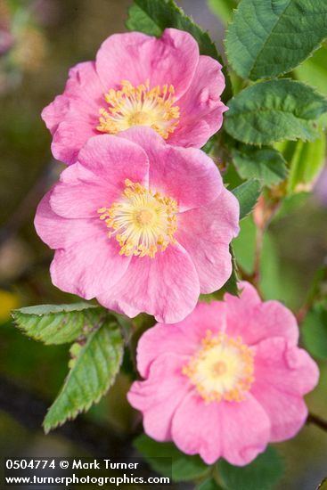 Rosa pisocarpa Rosa pisocarpa clustered wild rose Wildflowers of the Pacific