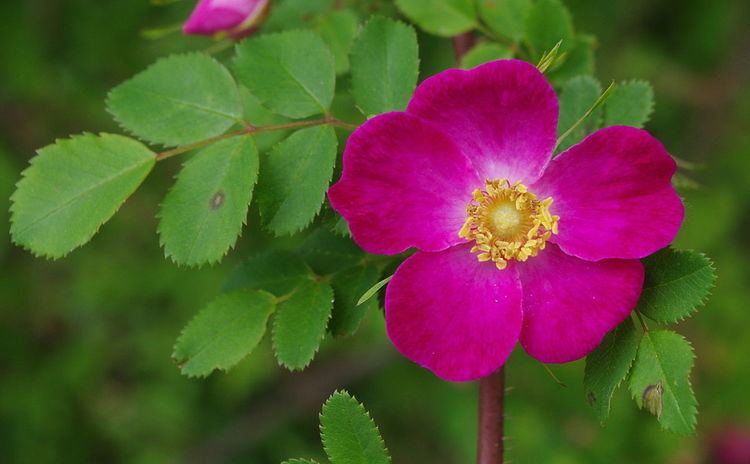 Rosa prattii