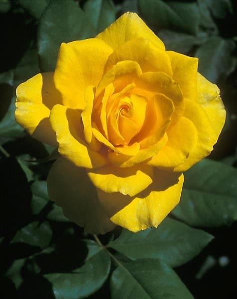 Rosa 'Queen Sirikit' 1000 images about Yellow Rose on Pinterest Yellow roses Hybrid