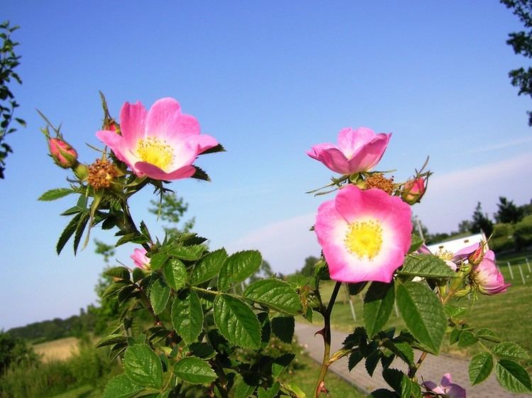 Rosa rubiginosa Rosa rubiginosa Wikimedia Commons