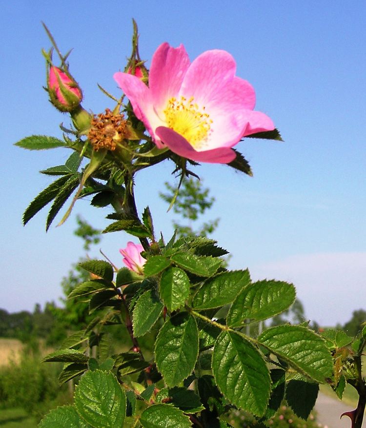Rosa rubiginosa Rosa rubiginosa Wikipdia a enciclopdia livre