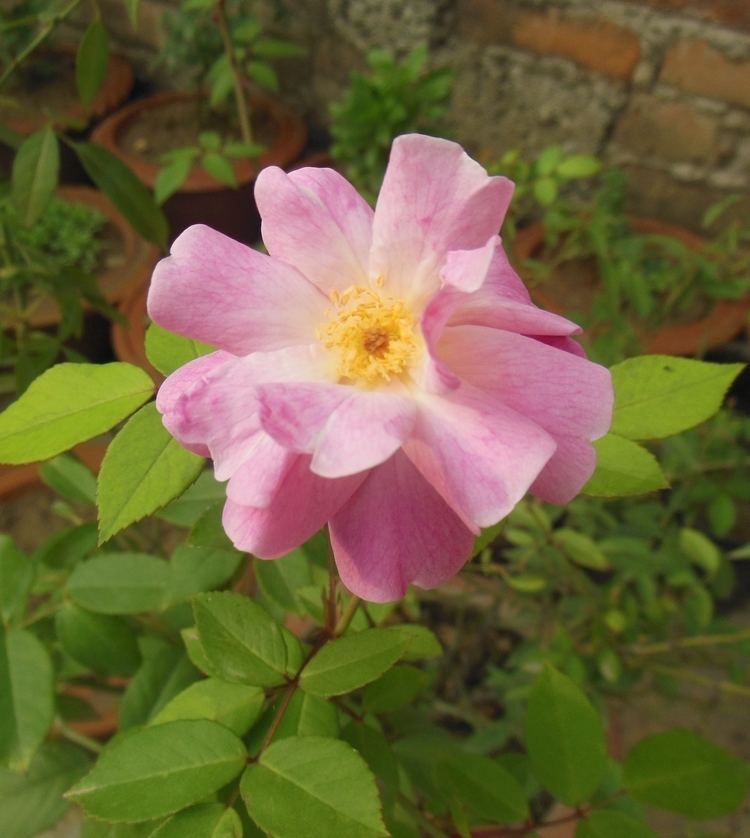 Rosa rubiginosa Rosa rubiginosa Wikipedia