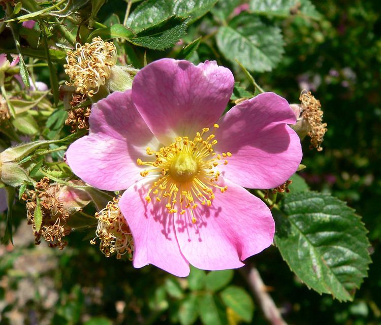 Rosa rubiginosa Rosa rubiginosa Wikimedia Commons