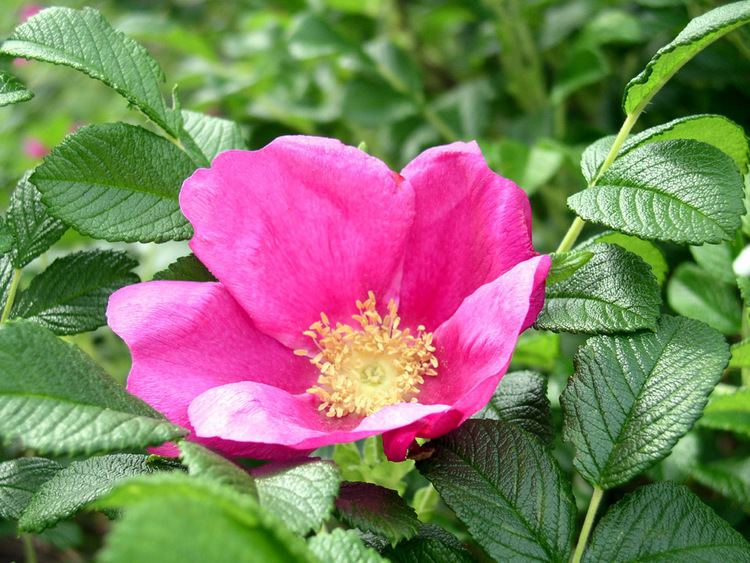 Rosa rugosa Temperate Climate Permaculture Permaculture Plants Rugosa Roses